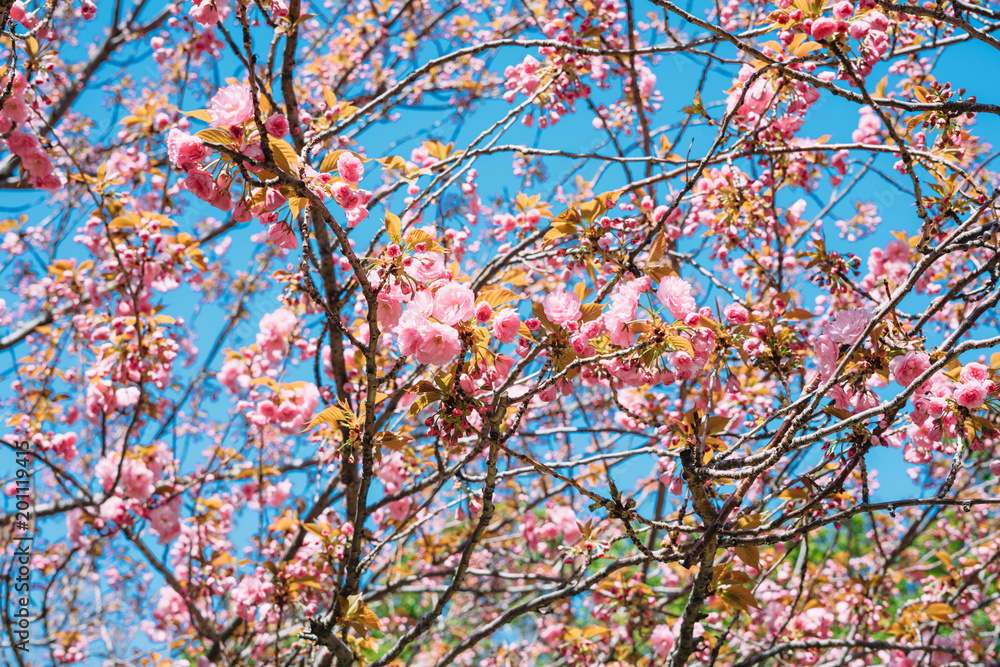 Blossoming sakura flowers in spring Blossoming sakura flowers in spring