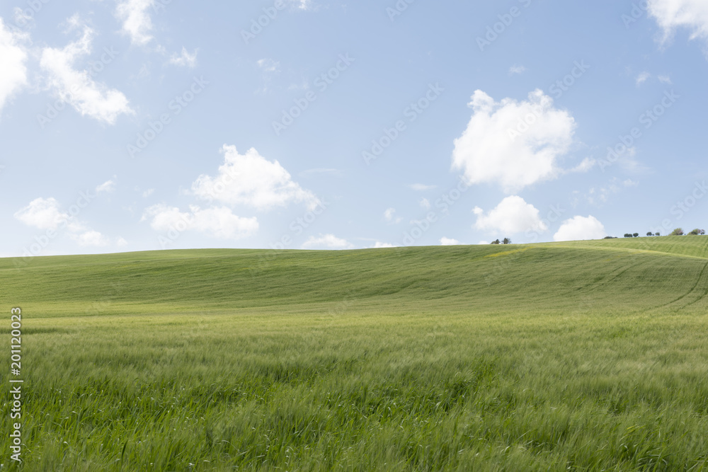 campo de trigo verde con cielo azul y nubes blancas