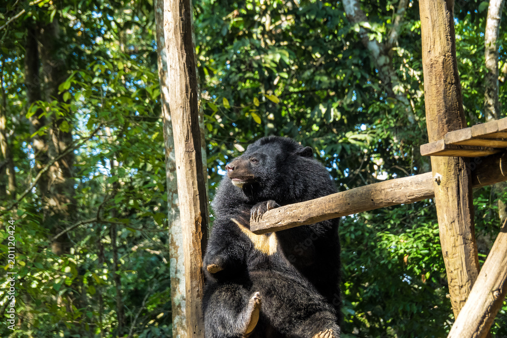 Fototapeta premium Laos - Luang Prabang - Tat Kuang Si - Bären Rettungsstation (Bear Rescue Centre)
