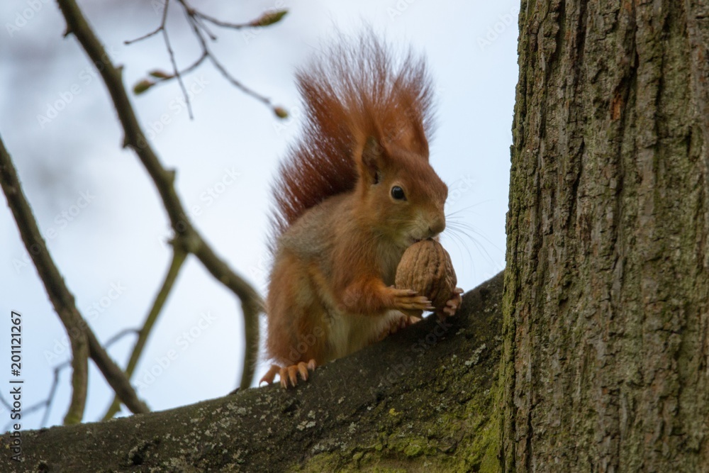 Eichhörnchen 36 Eichhörnchen 36