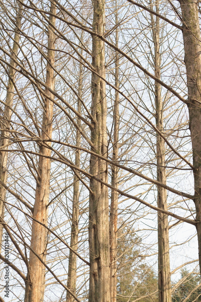 Dried Poplar Tree on Nami or Namiseom Island in Gangwon-do, South Korea - Vertical Image