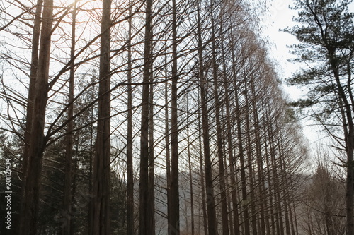 Dried Poplar Tree on Nami or Namiseom Island in Gangwon-do, South Korea - Horizontal Image photo