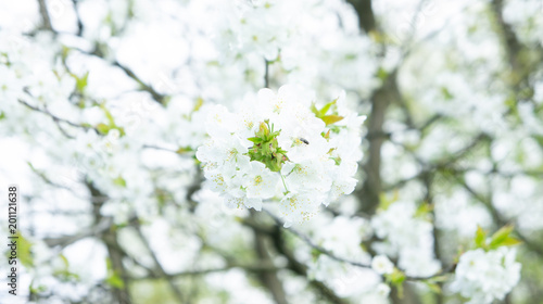 White cherry flowers tree
