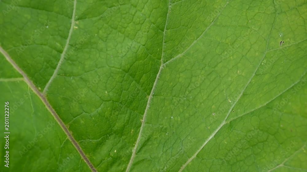 Burdock leaf macro. Arctium. HD video. Burdock leaf macro. Arctium. HD video.