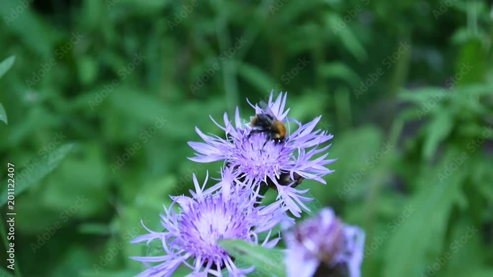 Meadow knapweed. Centaurea jacea flower in the summer field. Bee flying Meadow knapweed. Centaurea jacea flower in the summer field. Bee flying