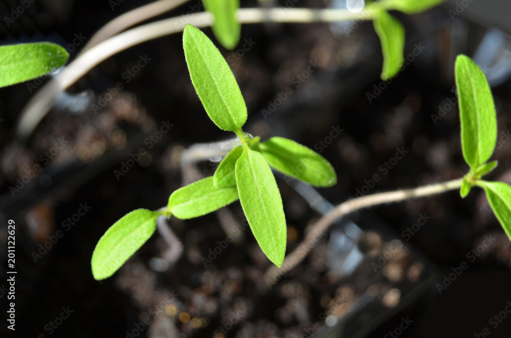 Green tomato seedling Green tomato seedling