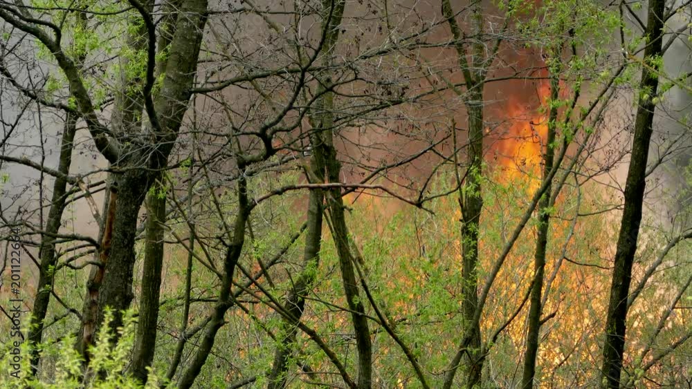 Fire in the forest. The trees and grass are burning. Black smoke and strong fire. Cataclysms and drought. Fire in the forest. The trees and grass are burning. Black smoke and strong fire. Cataclysms and drought.