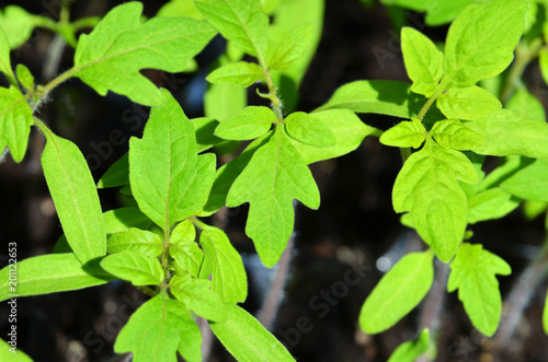 Wallpaper Mural Green tomato seedling Torontodigital.ca