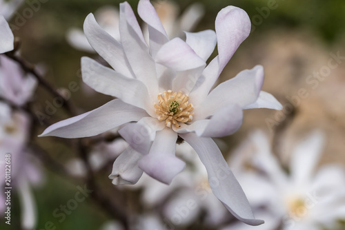 natural white magnolia flower, natural white magnolia flower, closeup, magnolia gwiazdzista, białe płatki