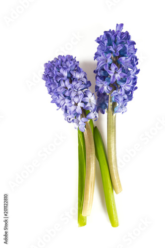 beautiful hyacinth flowers isolated on white