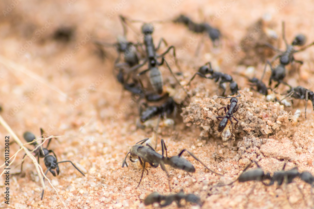 Commando Ants