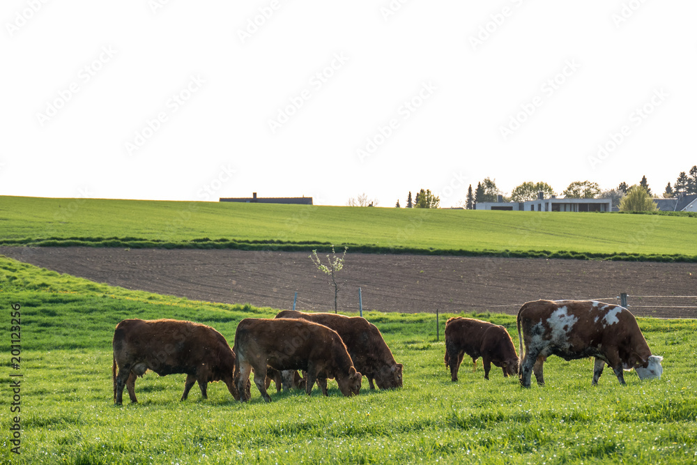 Kühe auf der Weide