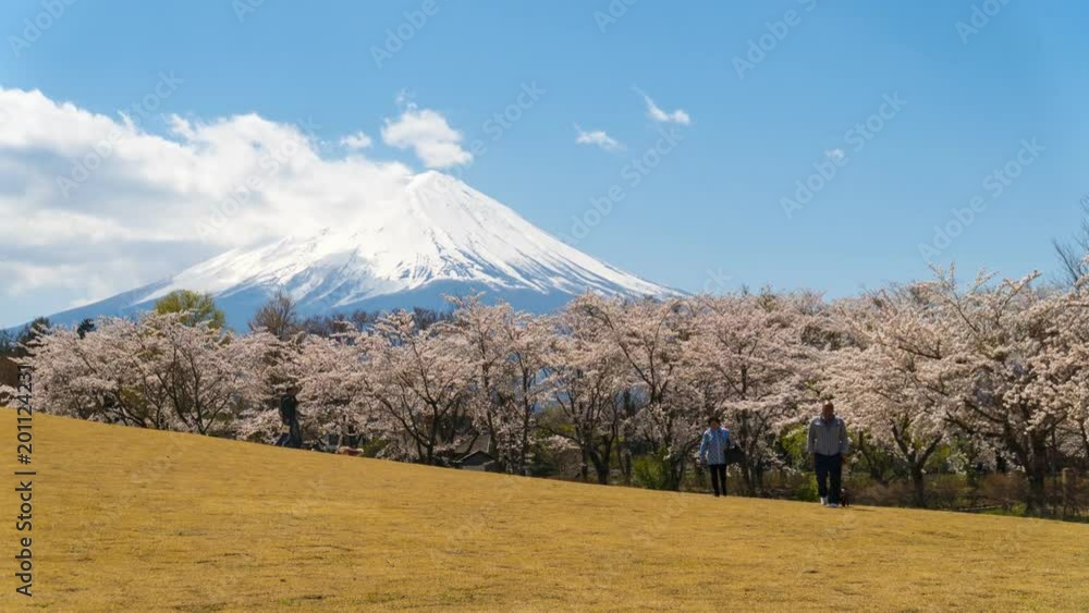 Mount Fuji and Sakura Cherry Blossom in Spring season time lapse at Kawaguchiko lake in Yamanashi Prefecture,Japan. Mount Fuji and Sakura Cherry Blossom in Spring season time lapse at Kawaguchiko lake in Yamanashi Prefecture,Japan.