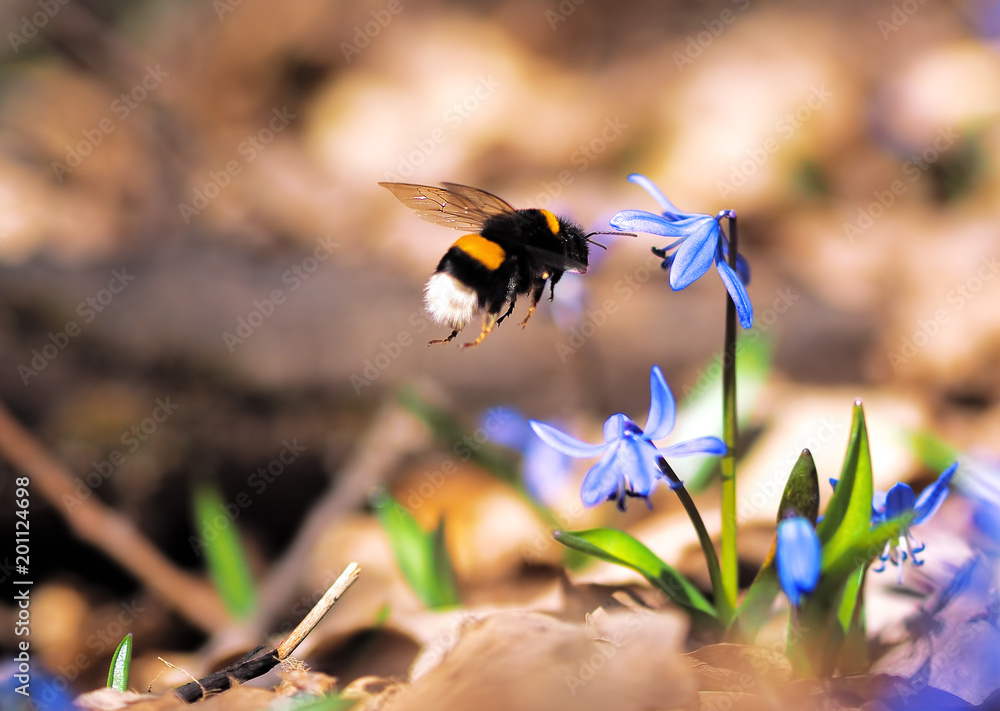 Bumble bee at snowdrops at spring
