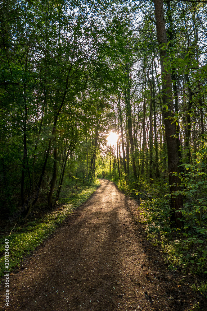 Fototapeta premium Waldweg