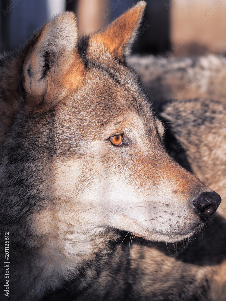 Obraz premium Wolf close up at the snow