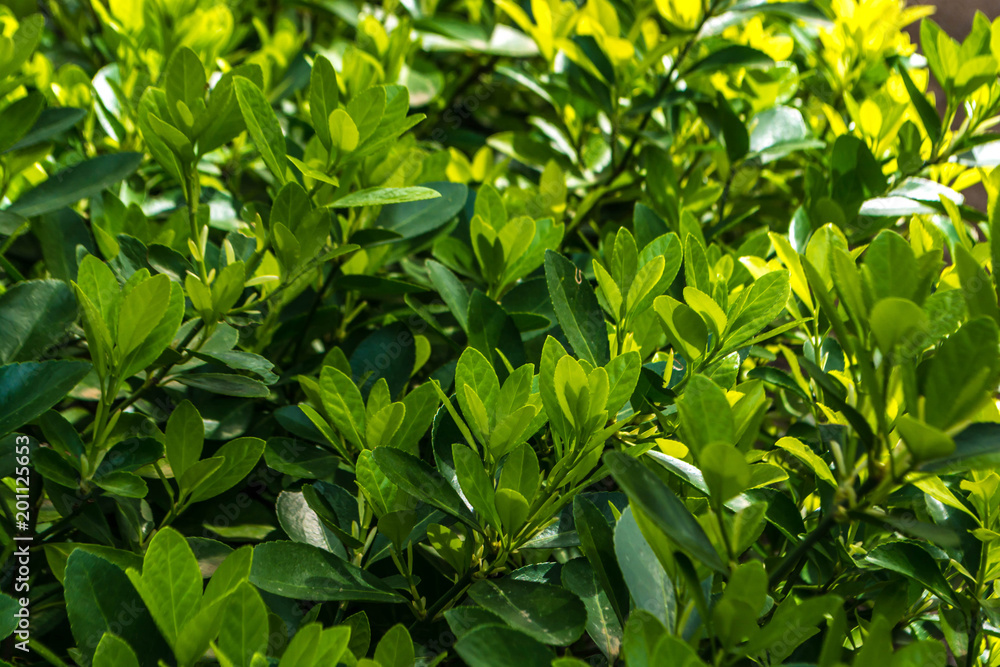 Green natural texture Green natural texture