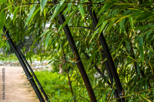 Black bamboo