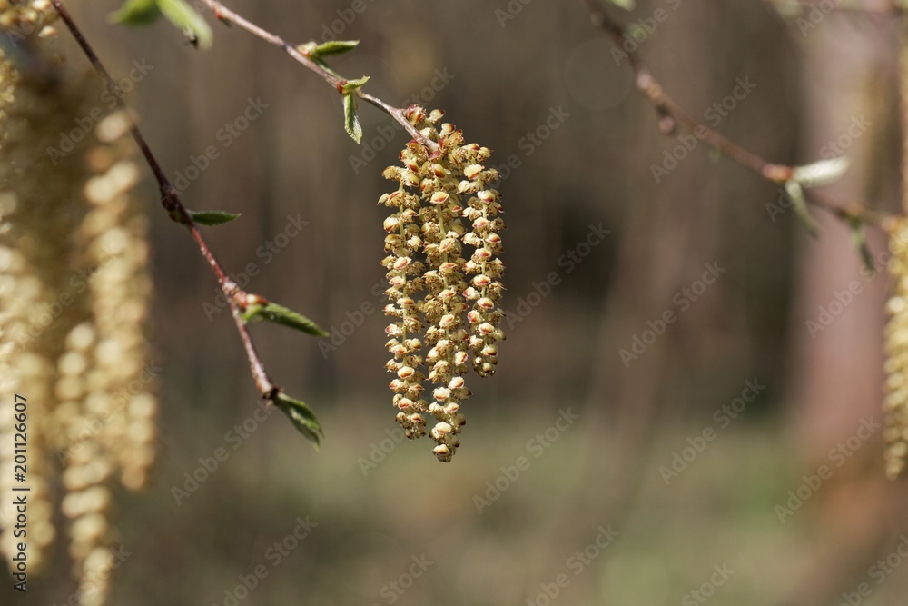 Flowers of a Yellow birch