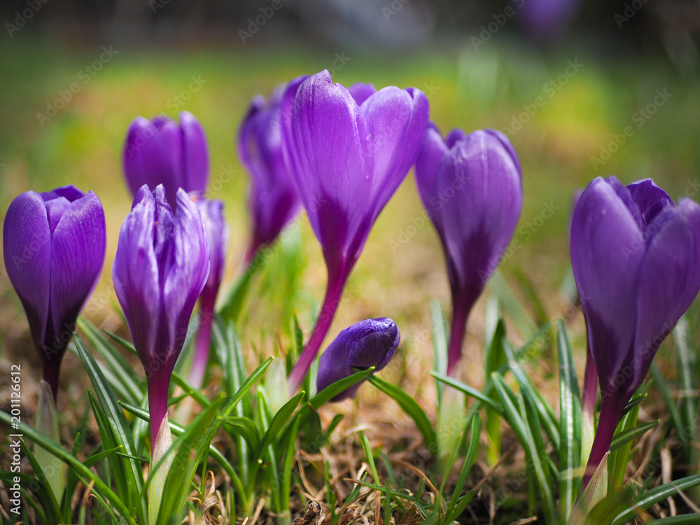 yellow spring flowers, crocuses on the grass, flowers in the garden.