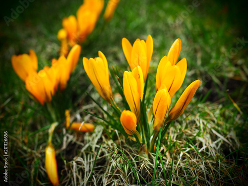 yellow spring flowers, crocuses on the grass, flowers in the garden.