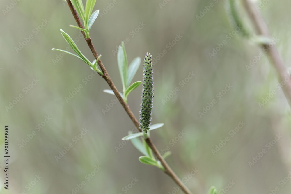 Willow flower of a Purple willow