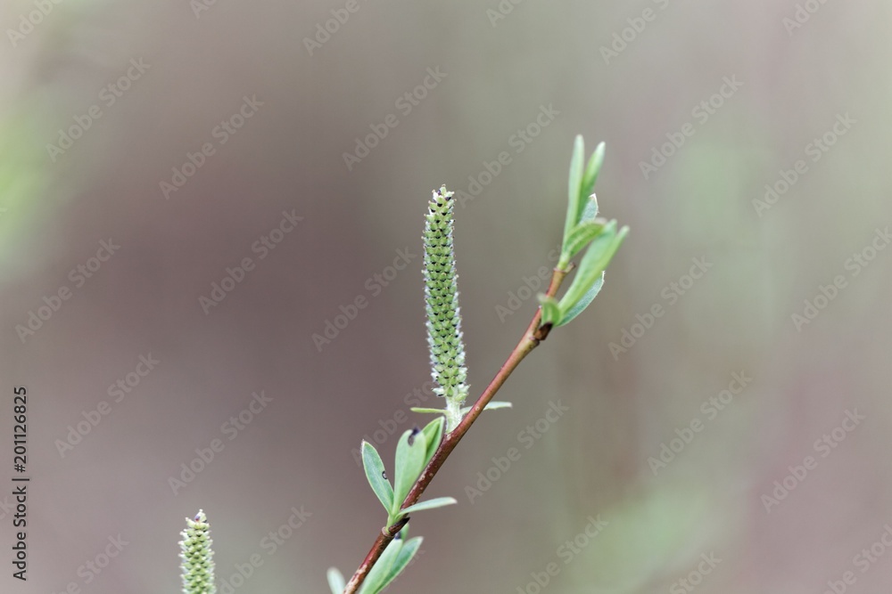 Naklejka premium Willow flower of a Purple willow