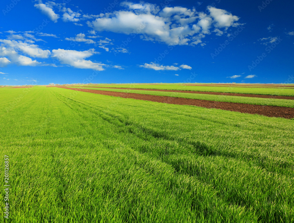 green wheat field against a blue sky green wheat field against a blue sky