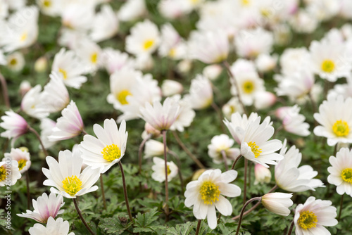 Flower bed with wood anemone flowers  anemone nemorosa  in a spring garden Keukenhof Netherlands