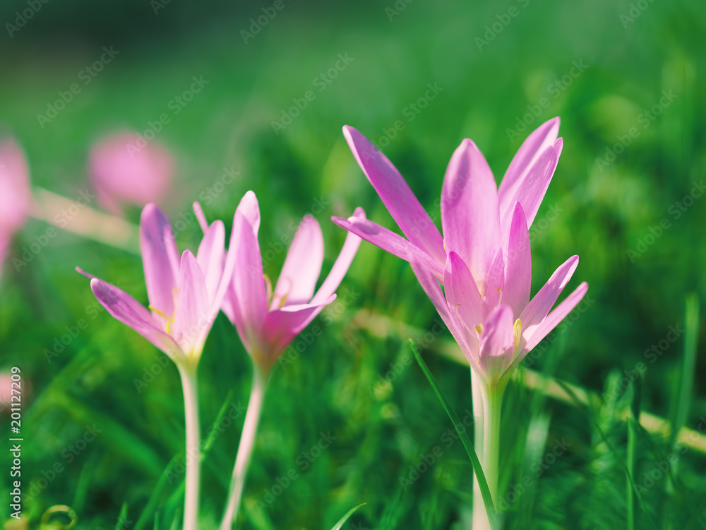 Flowers Crocus heuffelianus at the carpatian mountains Flowers Crocus heuffelianus at the carpatian mountains