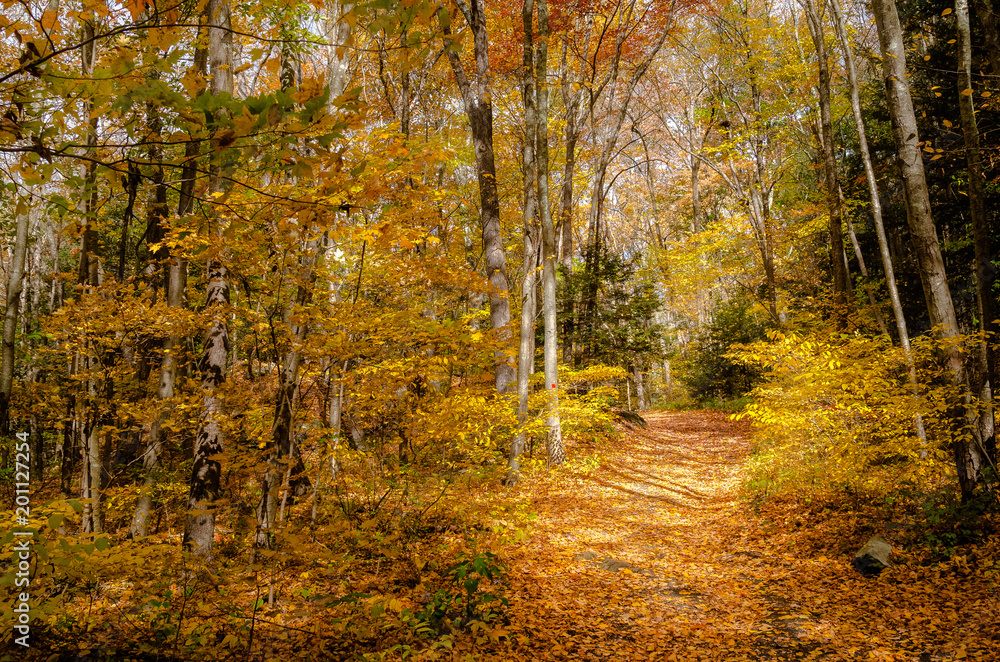 Obraz premium Deserted Forest Path Covered in Fallen Leaves in Autumn