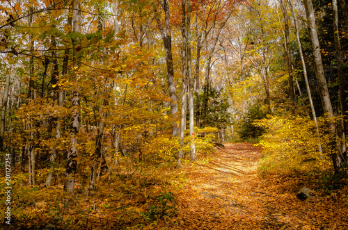 Deserted Forest Path Covered in Fallen Leaves in Autumn