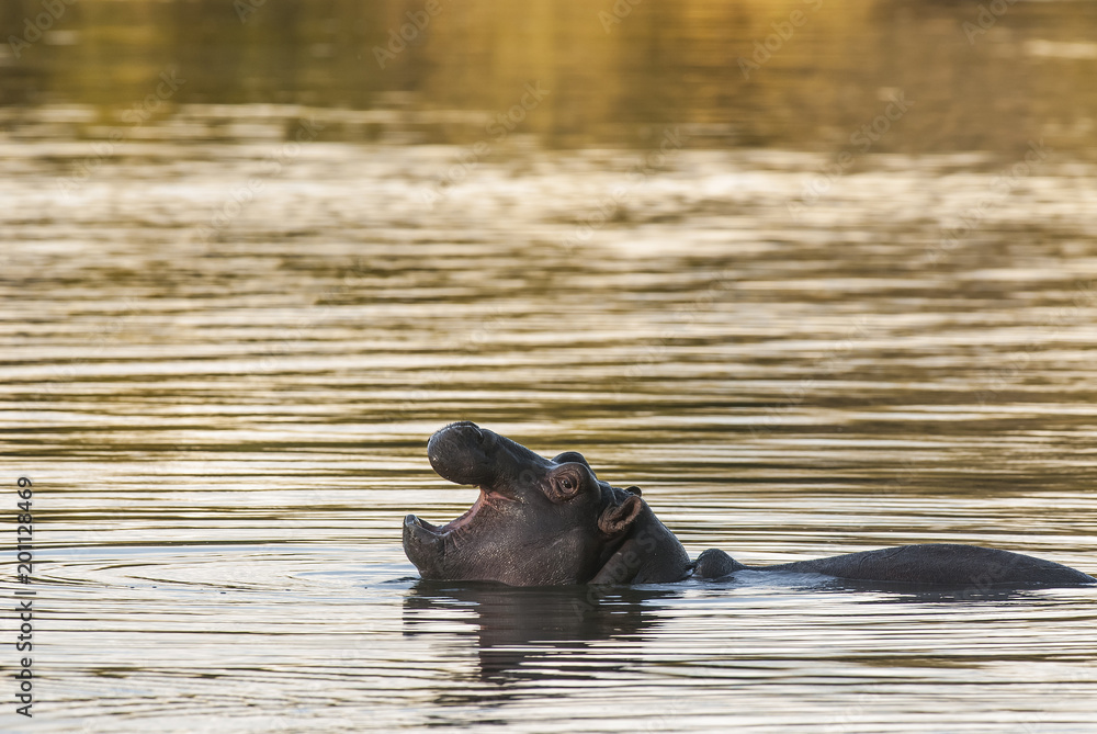 Fototapeta premium Hippopotamus , Kruger National Park , Africa