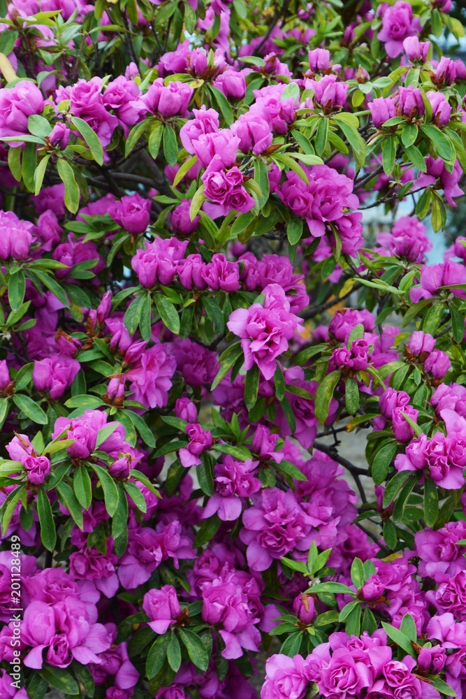 Flowers of Azalea Flowers of Azalea