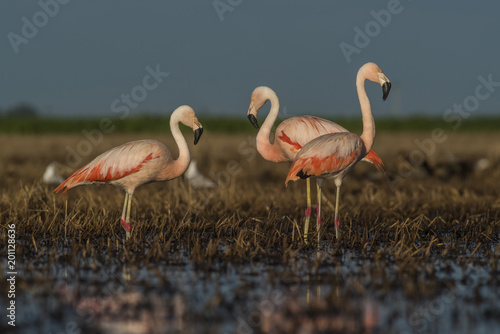 Flamingos, Patagonia Argentina