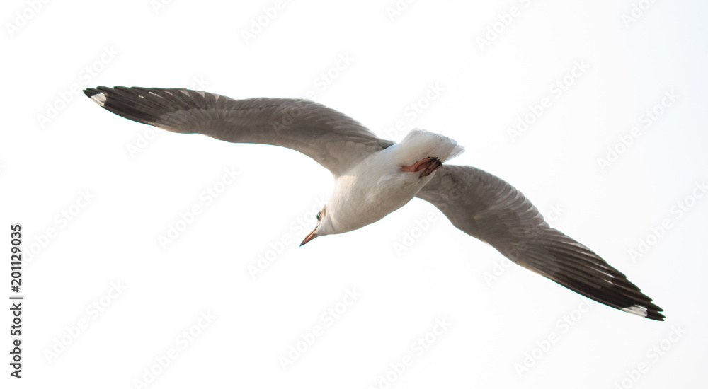Obraz premium Seagulls are flying at the sea.