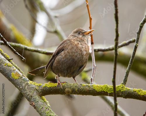 Juvenile blackbird in the forest