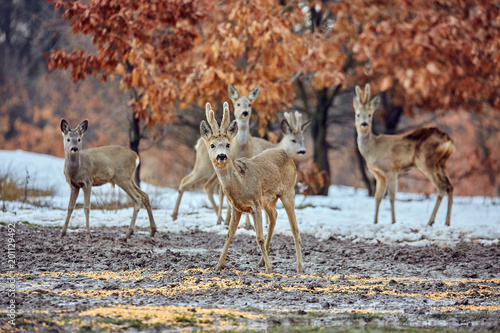 Roe deer in the forest