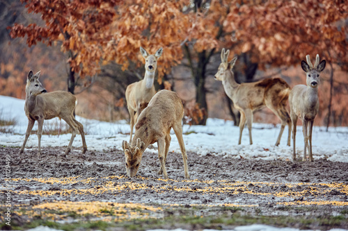 Roe deer in the forest