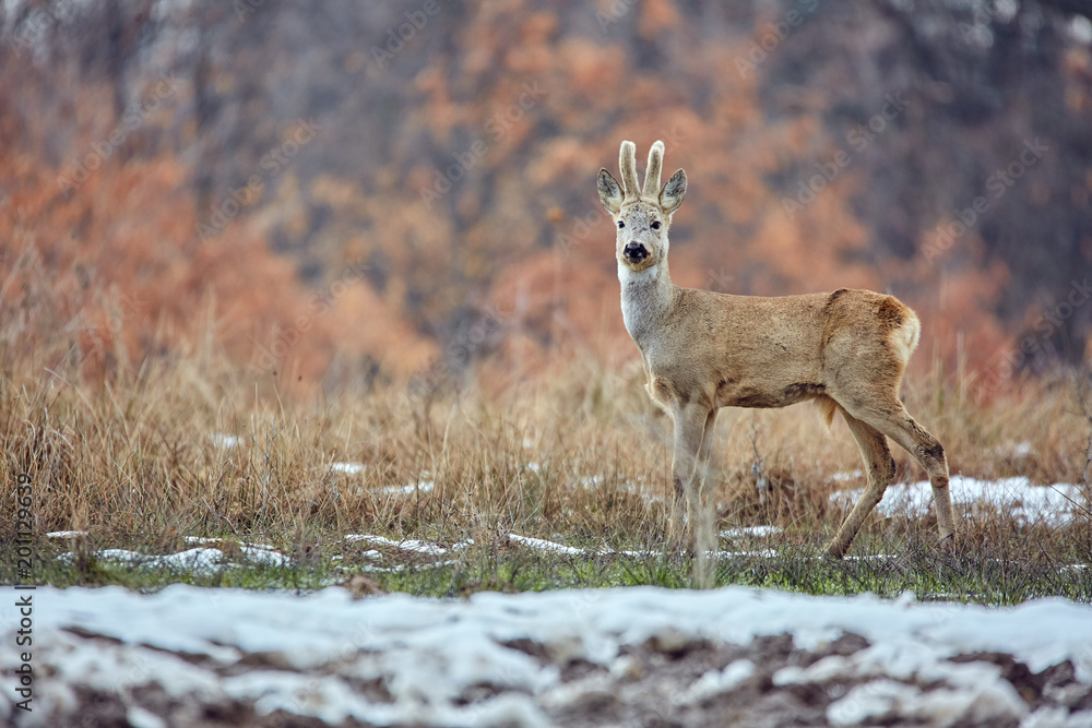 Roe deer in the forest Roe deer in the forest