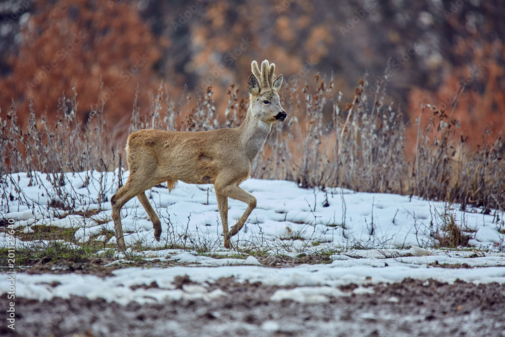 Roe deer in the forest