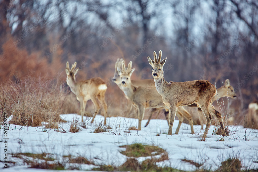 Fototapeta premium Roe deer in the forest