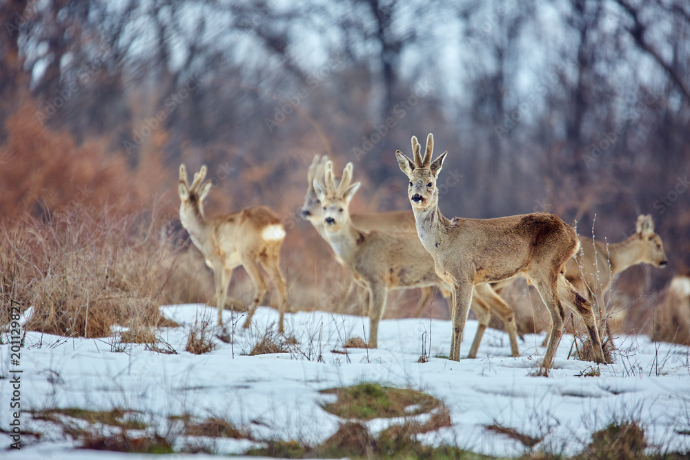 Fototapeta premium Roe deer in the forest