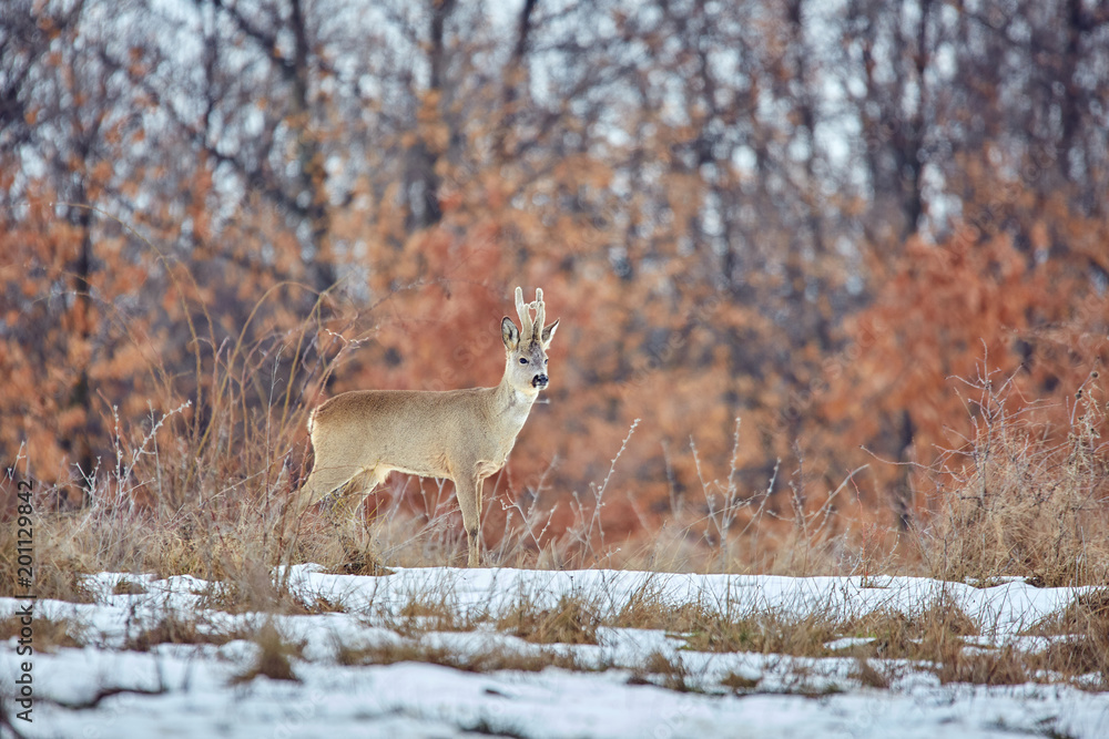 Roe deer in the forest Roe deer in the forest