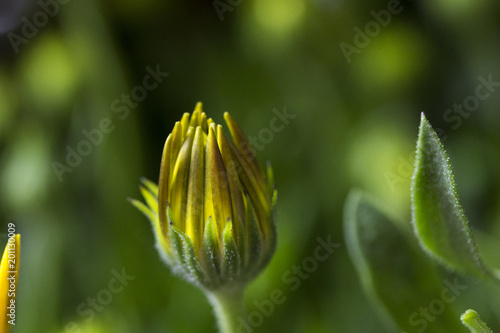 Flower Bud
