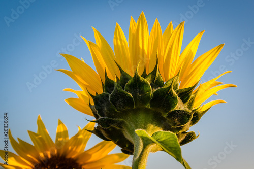 Yellow sunflower in blue sky