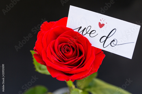 Red wedding day rose