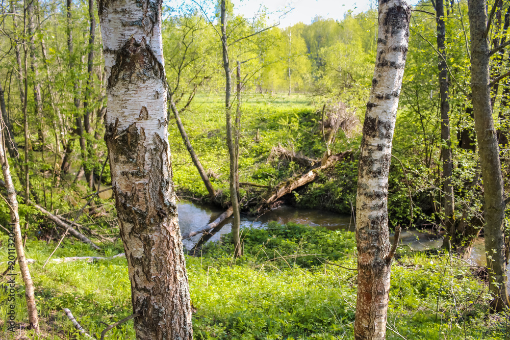 Fototapeta premium Forest river Gorodyanka, Maloyaroslavetskiy district, Kaluzhskaya region, Russia 