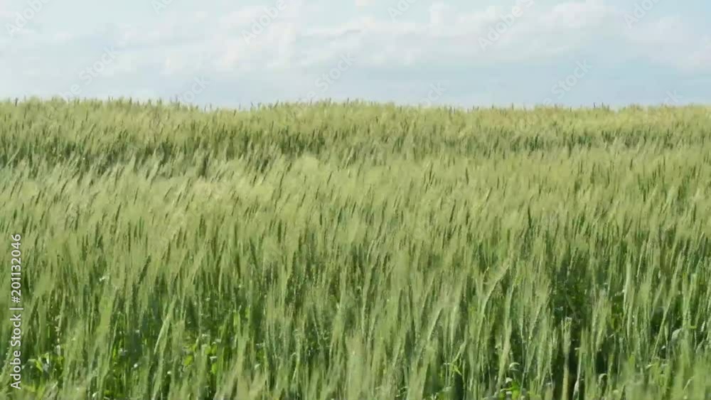 A field of green wheat waving in the wind A field of green wheat waving in the wind
