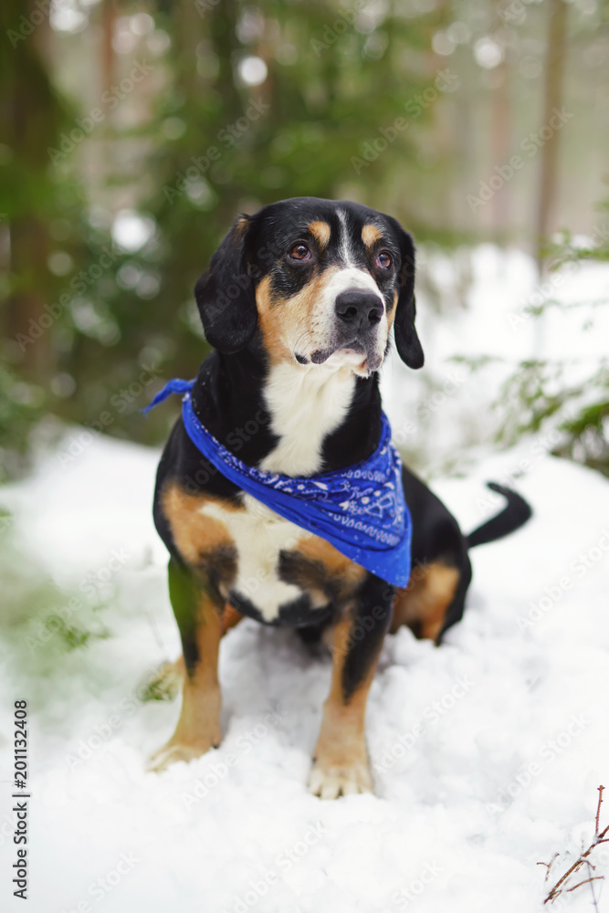 Entlebucher Mountain dog wearing a blue bandana on its neck and sitting outdoors on a snow in winter forest